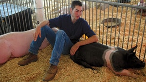 Image of contestant sitting alongside a pig at a county fair in California.  A red dot over the picture indicates CDC investigated the situation.