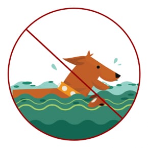 Proteja a sus mascotas y su ganado - Perro nadando en el agua
