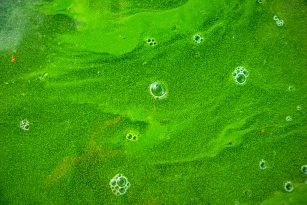 Image of green contaminated water