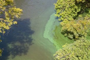 Image of a river contaminated with Cyanobacteria bloom