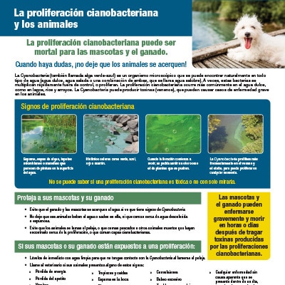 Afiches para imprimir con consejos para la protección de los animales