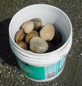 clams in a bucket