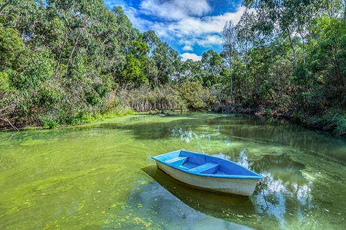 Pequeño bote azul en un estanque lleno de algas