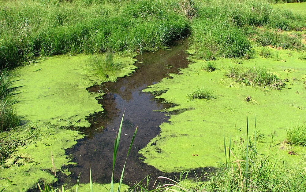 cyanobacteria fresh water