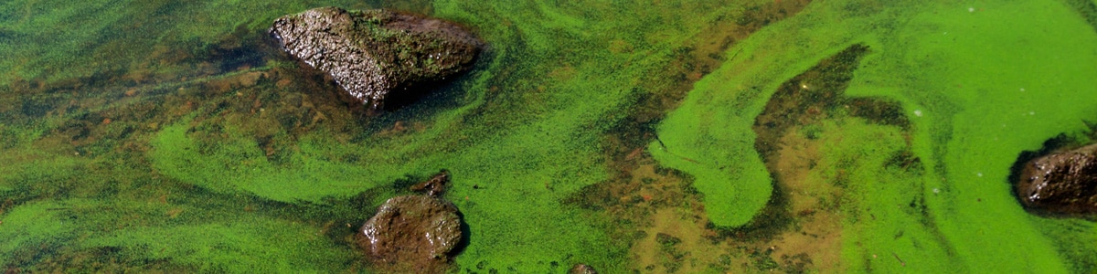 Still water covered in green algae
