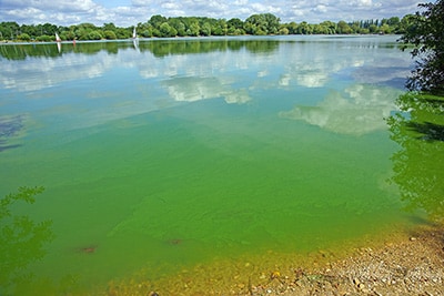 Lake's still waters edge covered with green Cyanobacteria