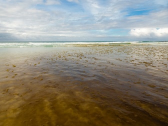 Cianobacterias que florecen en un borde de playas de agua salada