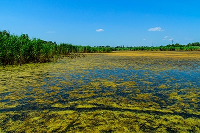 Lake's still water covered with phytoplankton or microalgae