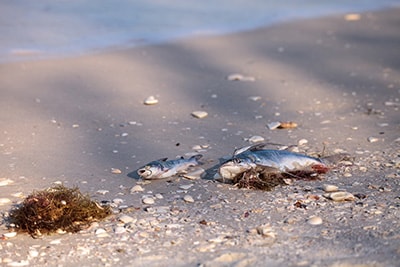 dead fish at the edge of a beach