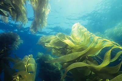 Seaweed, or macroalgae