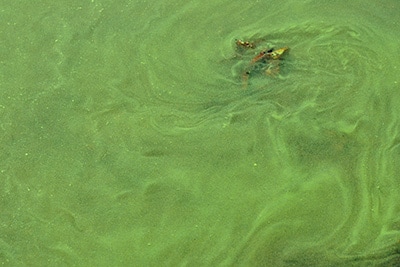 Green water from signs of cyanobacterial bloom