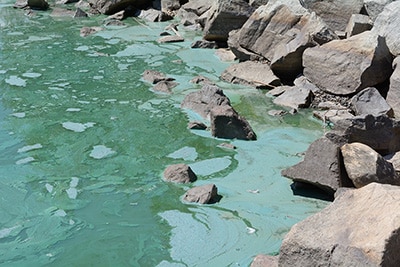Edge of rocks with green water from signs of cyanobacterial bloom