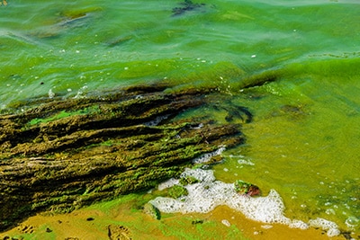 Large rock surrounded with green water from signs of cyanobacterial bloom