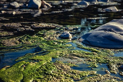 Water and large rocks surrounded by thick green cyanobacterial bloom