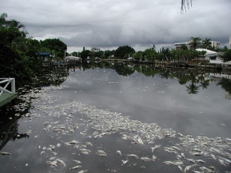 Fish kill in inland canal