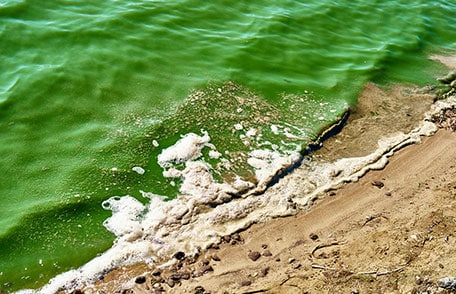 Beach polluted with blue-green algae bloom