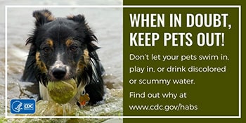 When in doubt, keep pets out graphic with a dog playing with a ball in water.