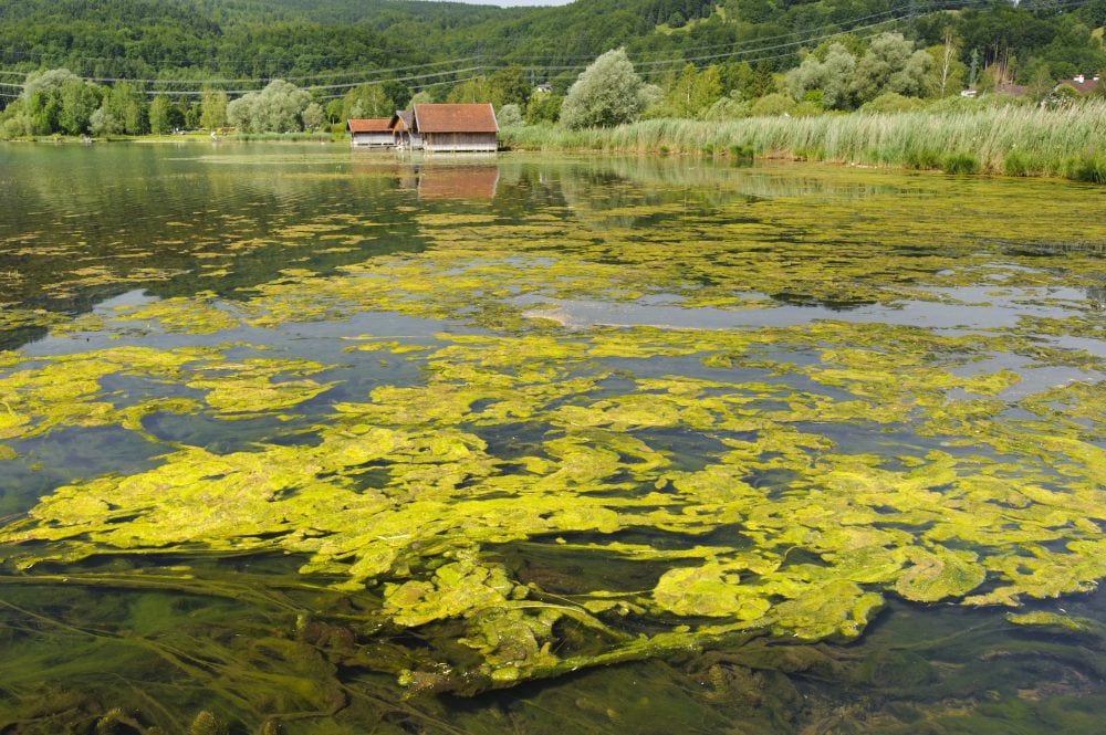 algae bloom and pollution in lake