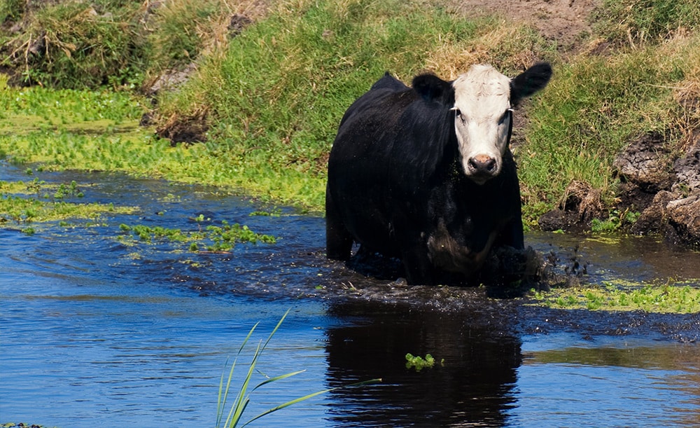 vaca en agua contaminada con cianobacterias