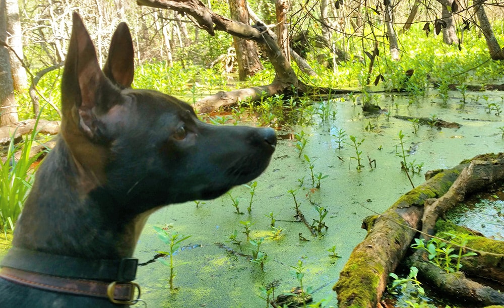 Perro en agua contaminada con cianobacterias