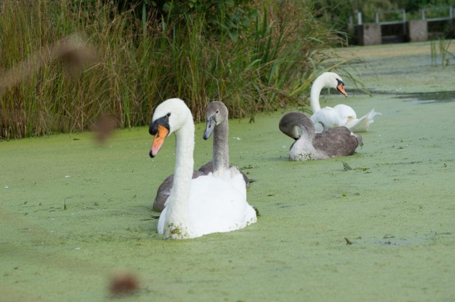 Swans and signets swimming in algae