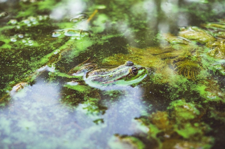 Rana verde de río en un antiguo estanque de humedales