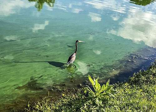 Wading blue heron in a green river polluted with algae