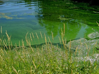 Image of harmful cyanobacterial blooms in fresh water