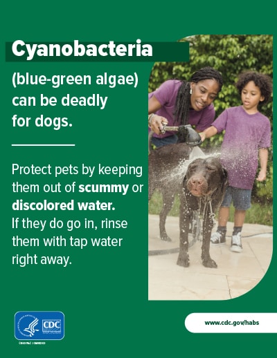 Cyanobacteria, (blue-green algae), can be deadly for dogs.