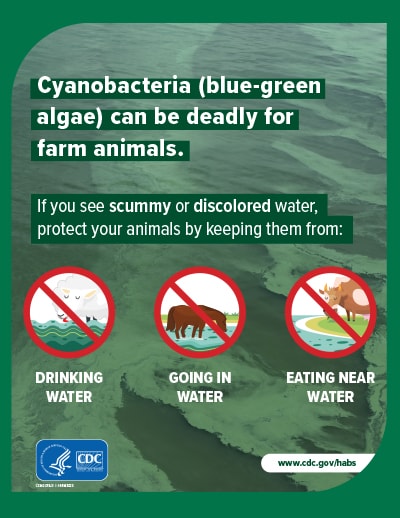 Cyanobacteria (blue-green algae) can be deadly for farm animals.