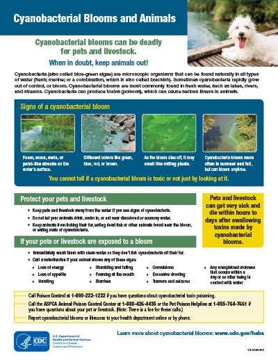Cyanobacterial blooms can be deadly for pets and livestock.
