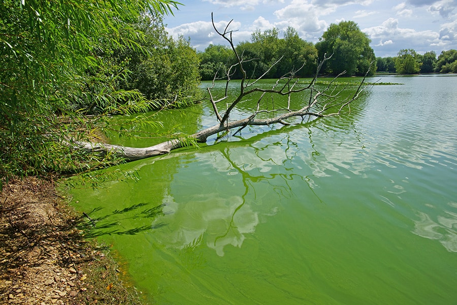 Formación de algas en la superficie de un lago de agua dulce de flujo lento