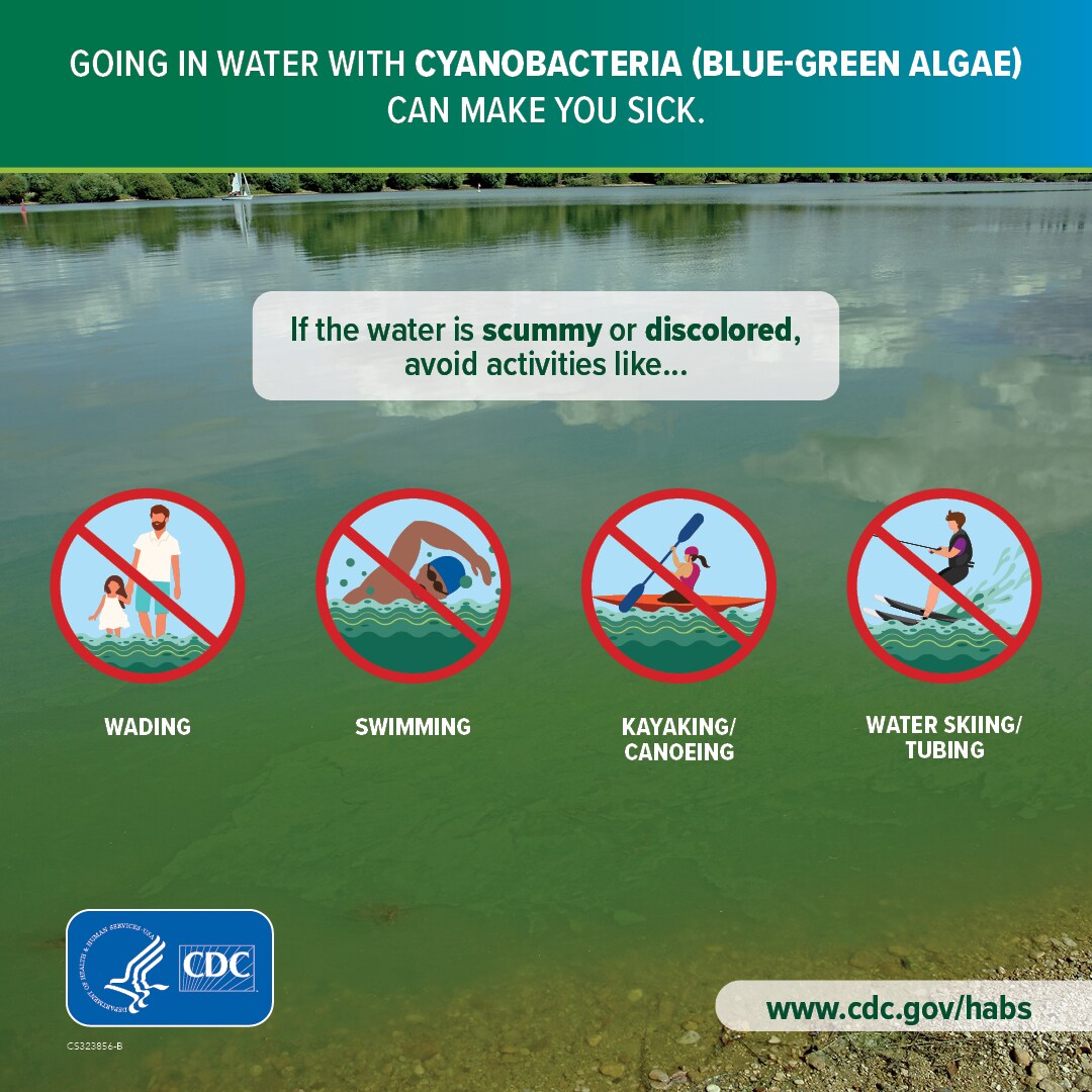 HABS Going in water with Cyanobacteria