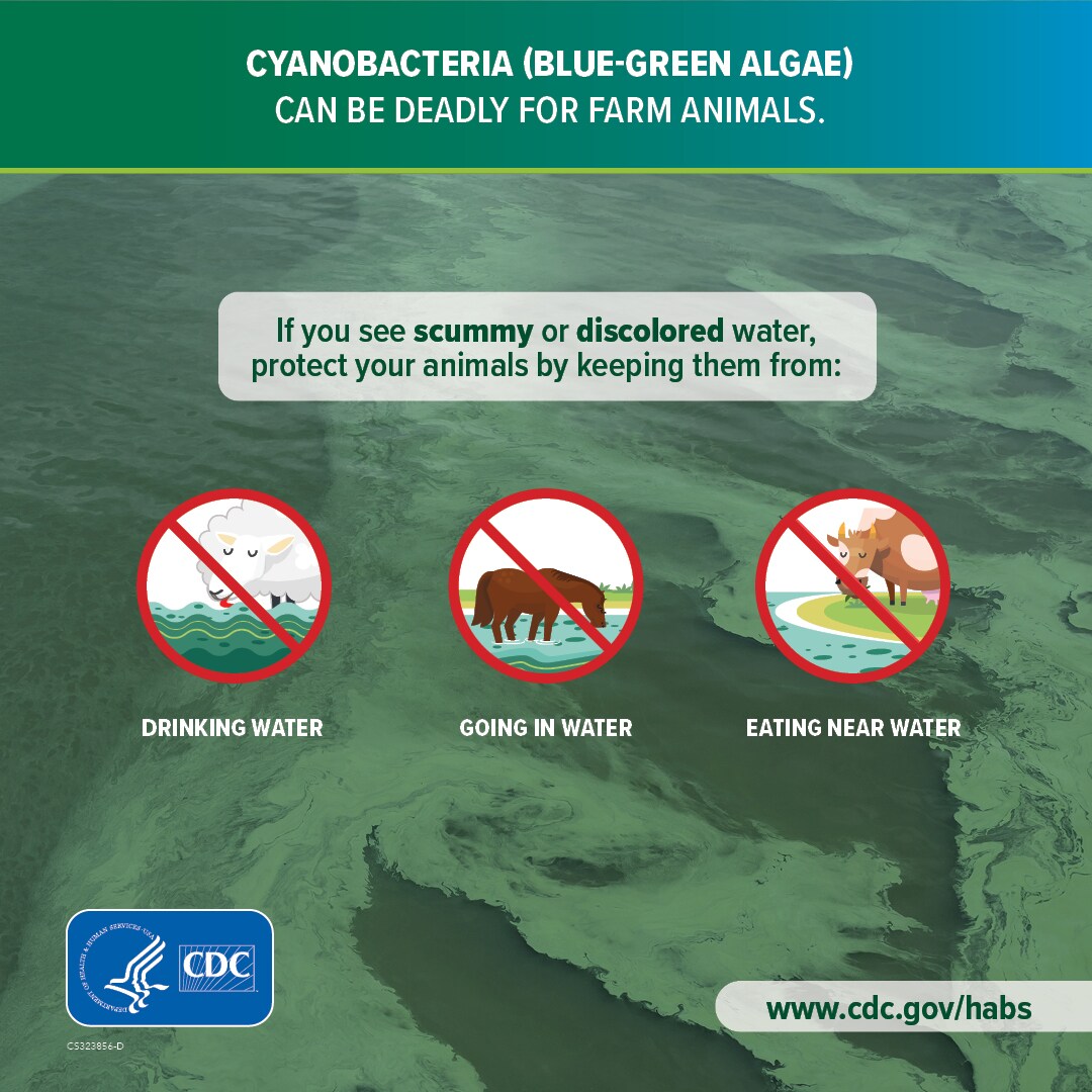 HABS Cyanobacteria can be deadly for animals