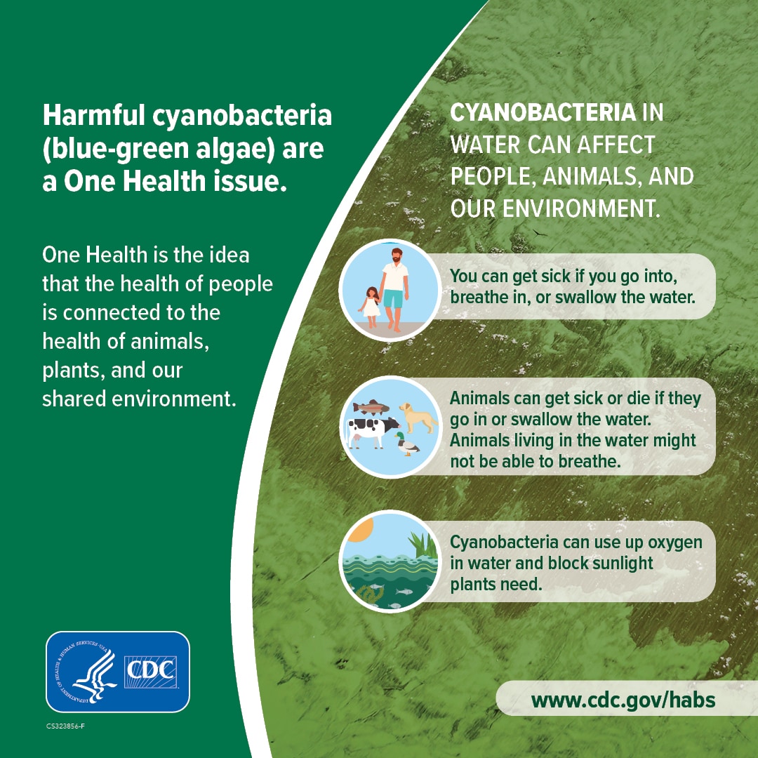 HABS Harmful cyanobacteria are a one health issue