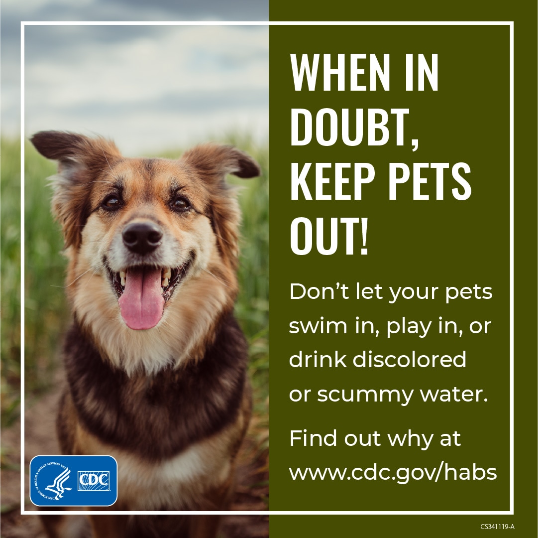 Don't let your pets swim in, play in, or drink discolored or scummy water.