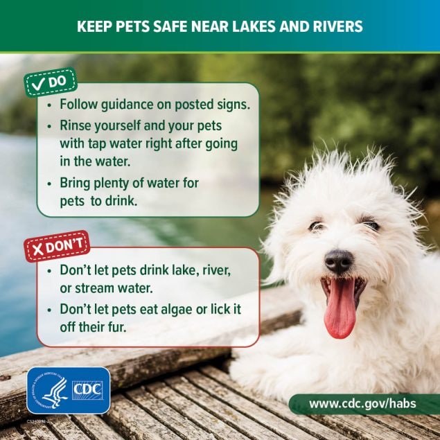 Keep pets safe near lakes and rivers. Do: follow guidance on posted signs, rinse yourself and pets right after going in the water, bring plenty of water for pets to drink. Don't: let pets drink water or eat algae or lick it off their fur. www.cdc.gov/habs