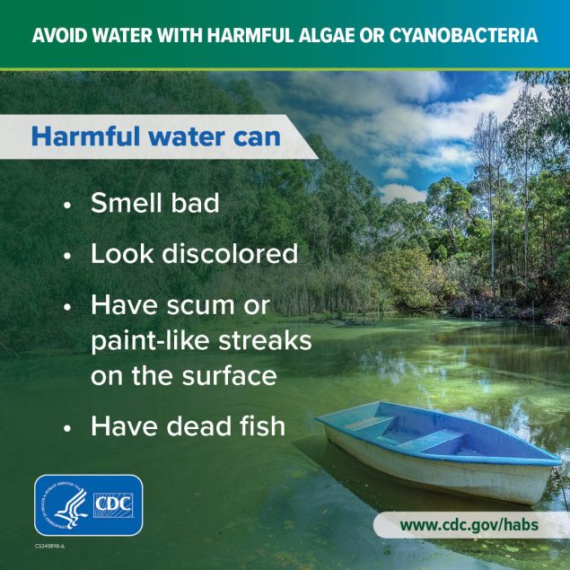 Avoid water with harmful algae or cyanobacteria. Harmful water can: smell bad, look discolored, have scum or paint-like streaks on the surface, or have dead fish. www.cdc.gov/habs