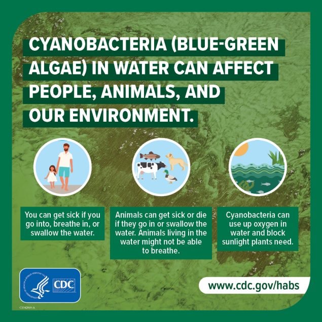 Cyanobacteria in water can affect people, animals, and our environment. You and your animals can get sick if you go into, breathe in, or swallow the water. Animals living in the water might not be able to breathe. Cyanobacteria can use up oxygen in water and block sunlight plants need.