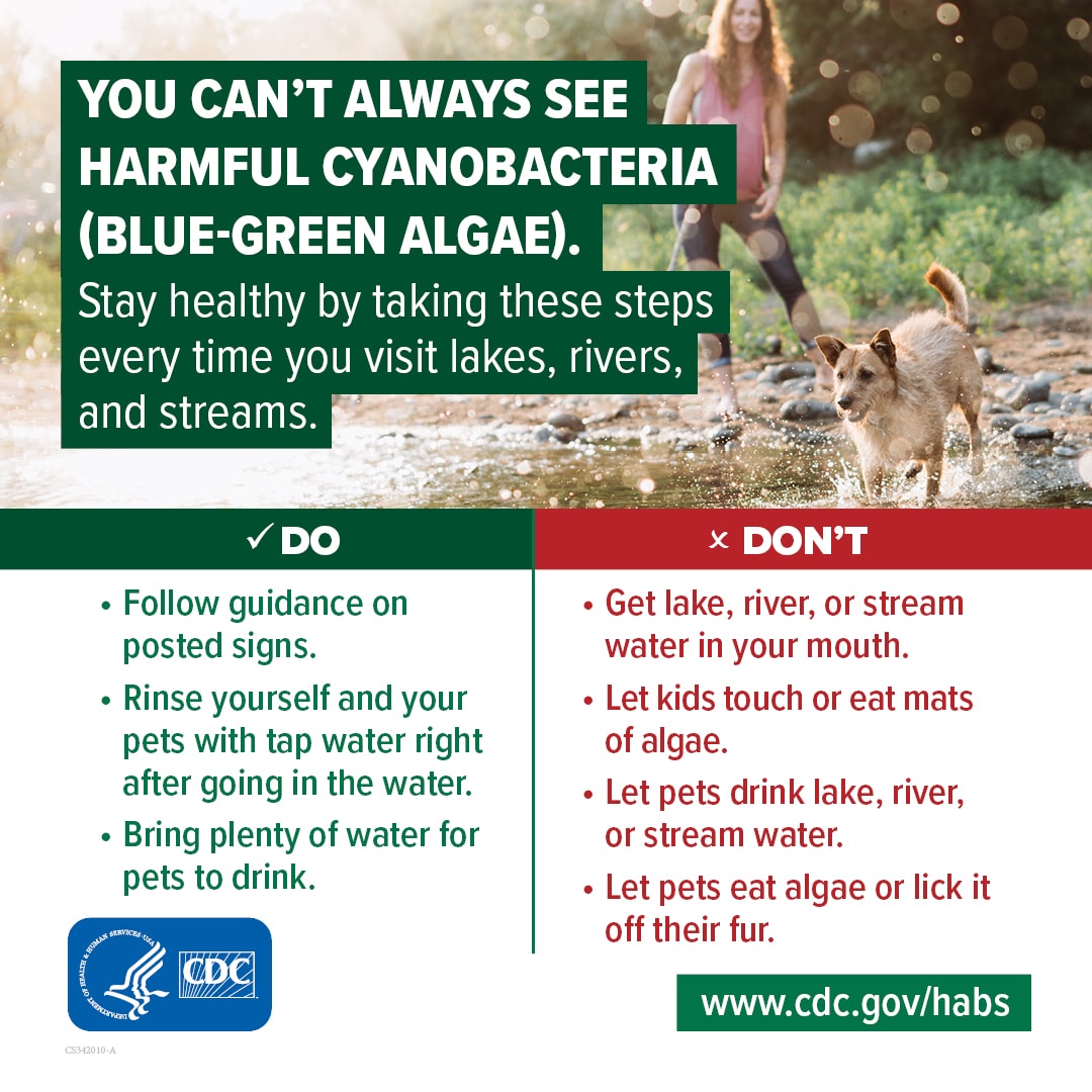 You can't always see harmful cyanobacteria (blue-green algae). Stay healthy by following guidance on posted signs, rinsing yourself and your pets with tap water, and bringing plenty of water for pets to drink. Don't: get water in your mouth, let kids touch or eat algae, let pets drink water, or let pets eat algae or lick it off their fur.