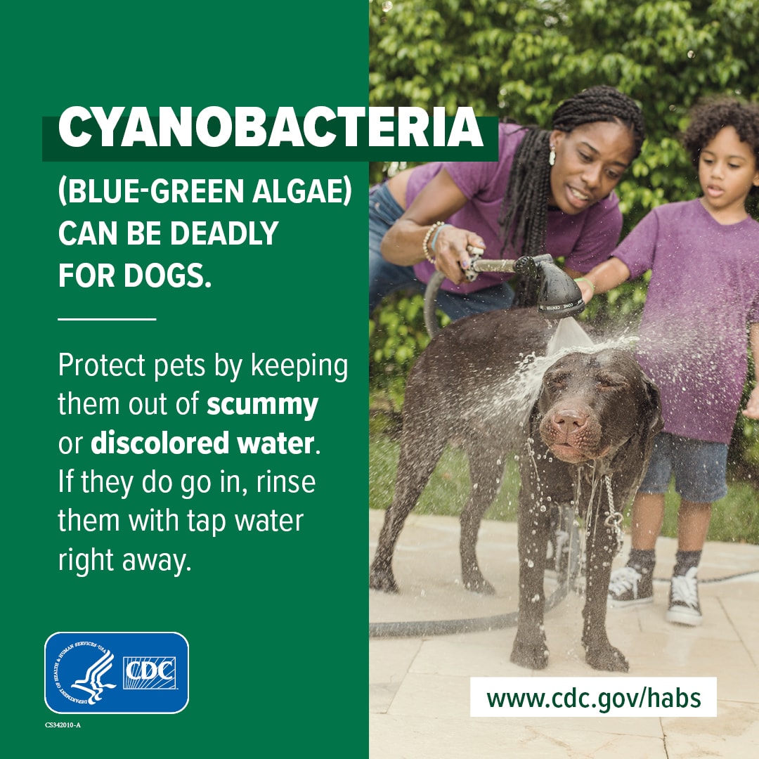 Cyanobacteria (blue-green algae) can be deadly for dogs. Protect pets by keeping them out of scummy or discolored water. If they do go in, rinse them with tap water right away.