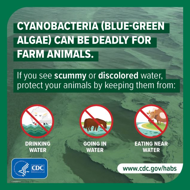 Cyanobacteria (blue-green algae) can be deadly for farm animals. If you see scummy or discolored water, protect your animals by keeping them from: drinking water, going in water, or eating near water. www.cdc.gov/habs