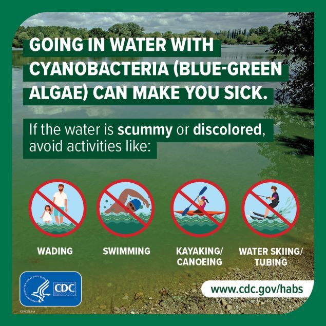 Going in water with cyanobacteria (blue-green algae) can make you sick. If the water is scummy or discolored, avoid activities like: wading, swimming, kayaking/canoeing, or water skiing/tubing. www.cdc.gov/habs