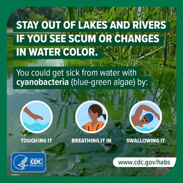 Stay out of lakes and rivers if you see scum or changes in water color. You could sick from water with cyanobacteria (blue green algae) by: touching it, breathing it in, swallowing it. www.cdc.gov/habs