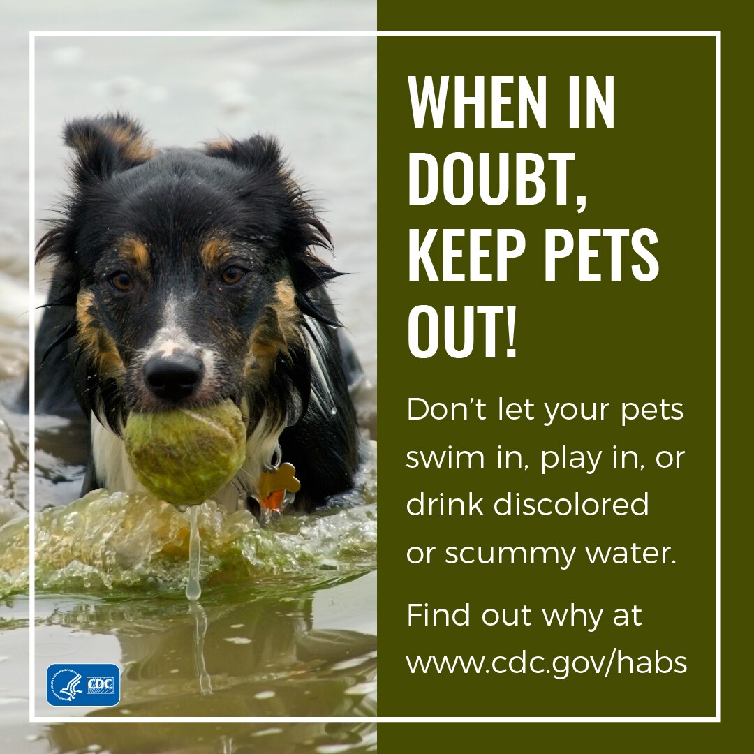 When in doubt, keep pets out!