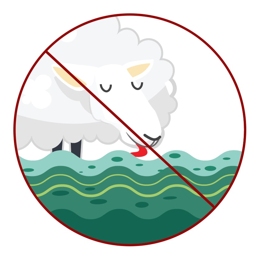 Graphic of a sheep with a do not Drink the water sign over it