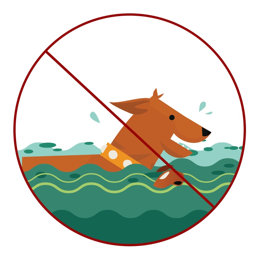 Graphic of a dog with a do not swim or play in water crossed over it 