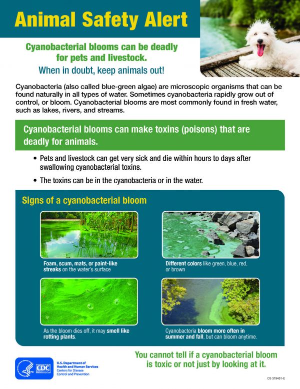 Avoid Harmful Algae and Cyanobacteria | Harmful Algal Blooms | CDC