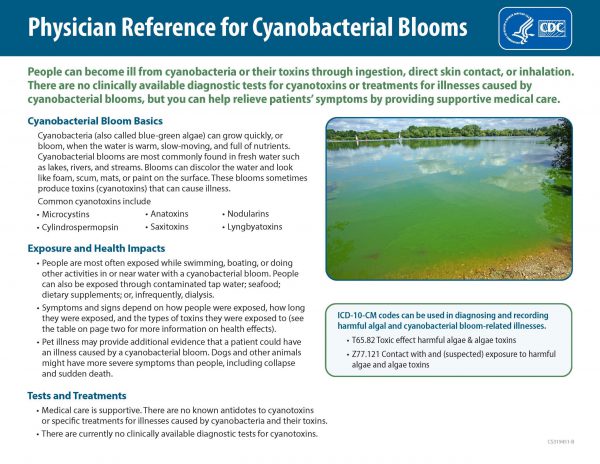 Thumbnail image for Physician Reference for Cyanobacterial Blooms factsheet