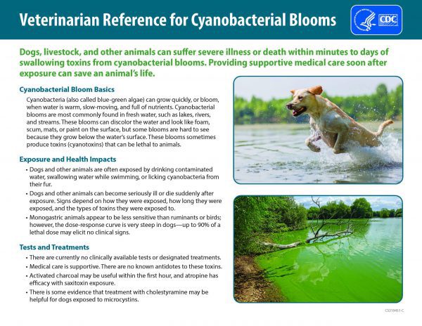 Image of veterinarian Reference for Cyanobacterial Blooms Fact Sheet
